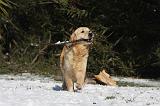 GOLDEN RETRIEVER 784